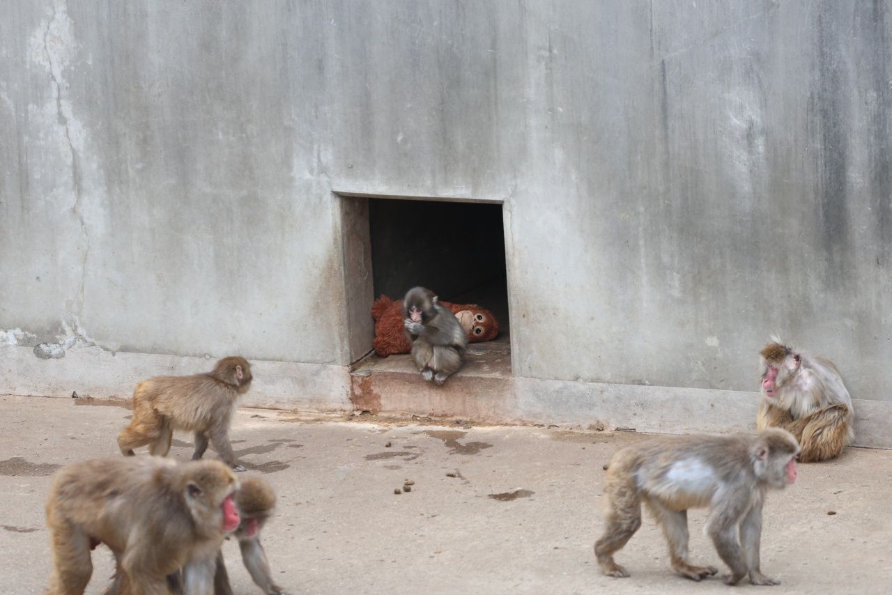 Ichikawa Zoo in Chiba near Tokyo