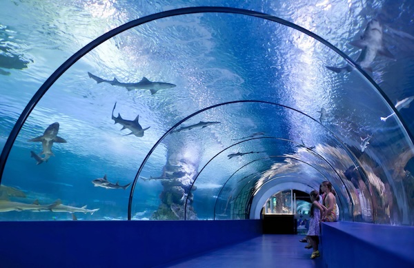 Osaka Aquarium Kaiyukan